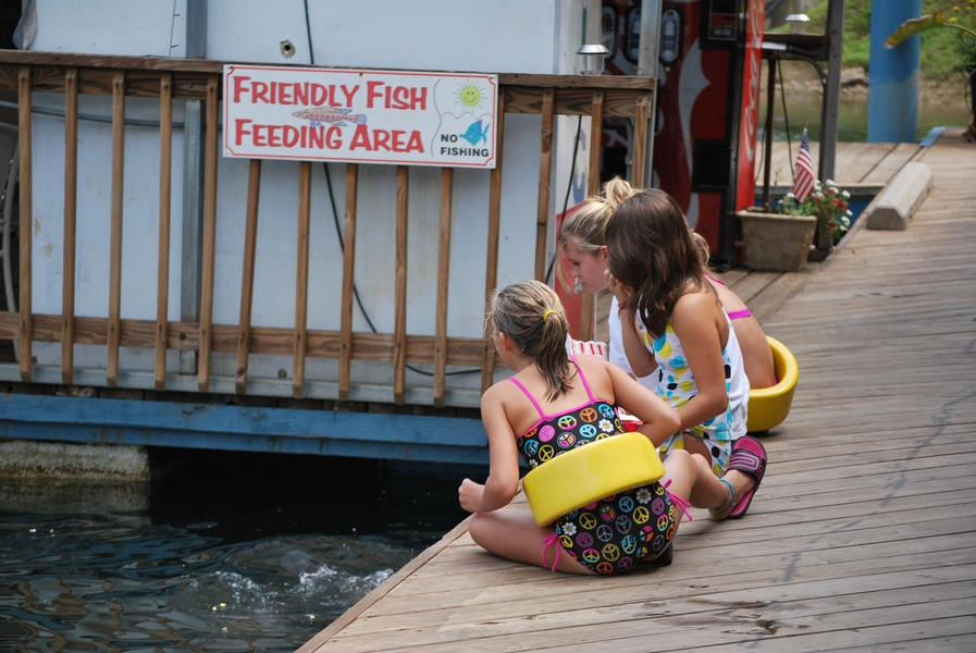 Friendly fish in need of feeding will keep the kids entertained