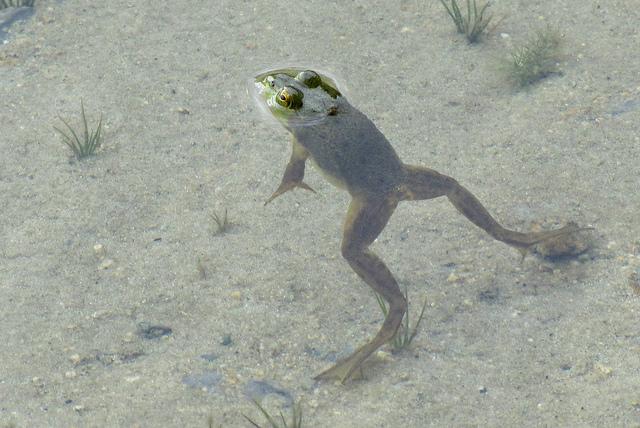 Frog swimming in Lake Powell