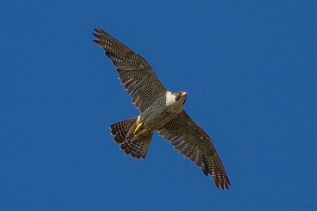 A Peregrine Falcon takes to the skies over Lake Powell