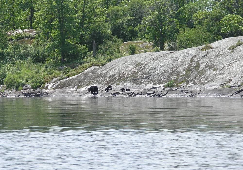 Even the bears think it's fun to take family walks in the woods!