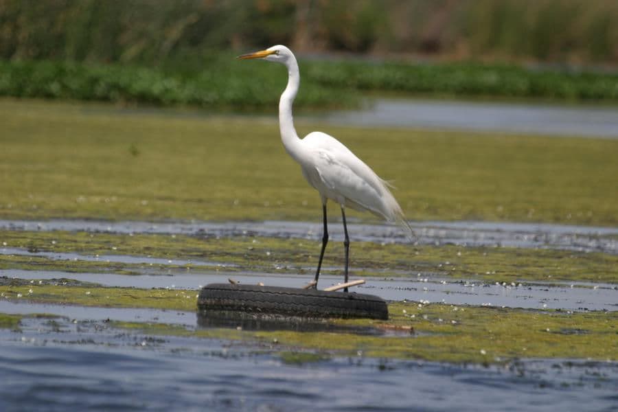 Wildlife and bird watching is half the experience here