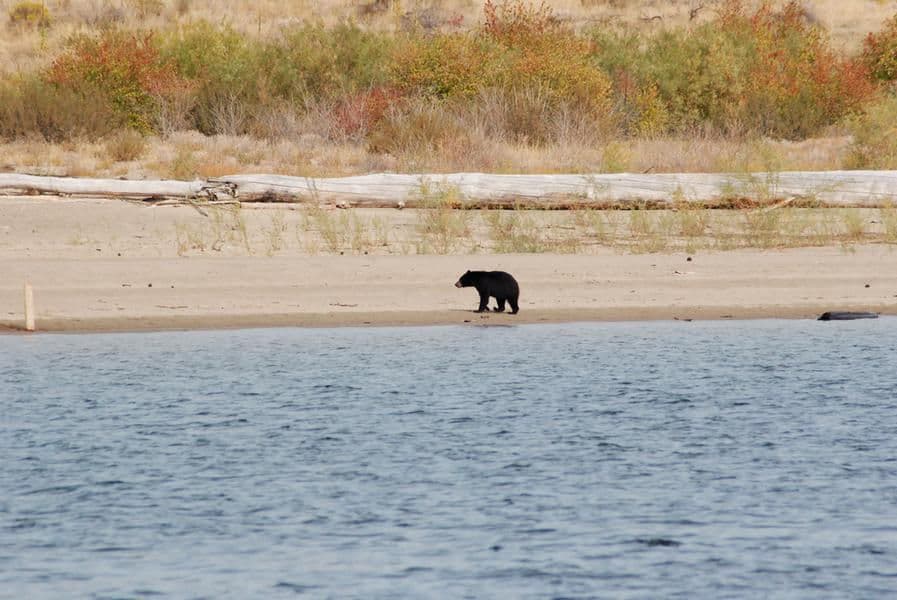 Local adorable wildlife