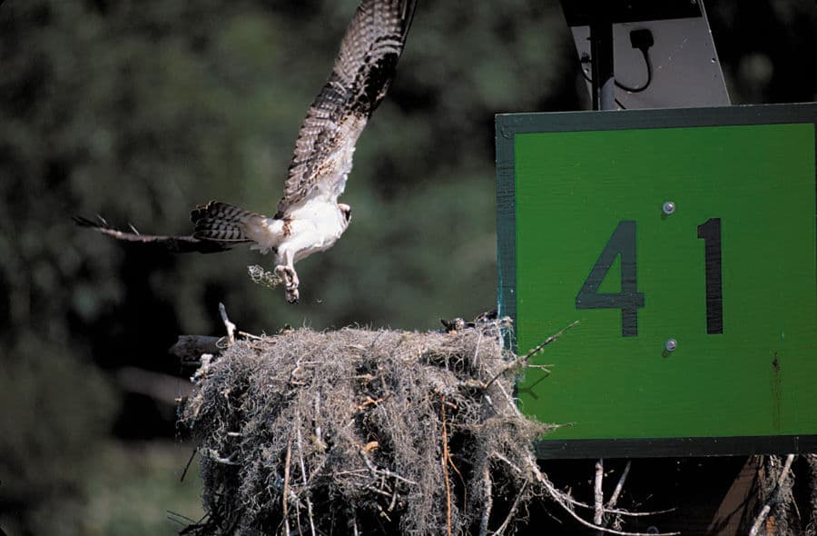 Bring along your binoculars to view all of the wildlife at a detailed level