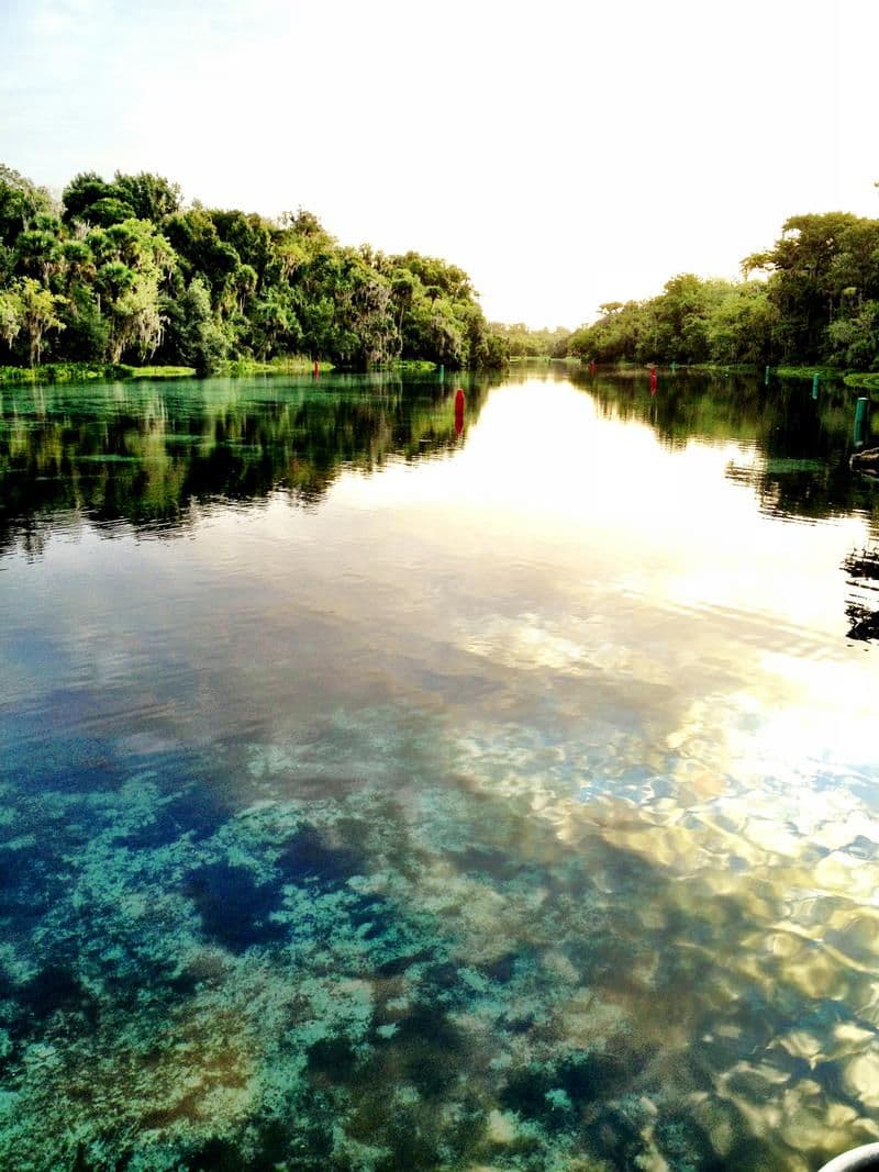 Lush trees drape over the crystal waters creating a serene setting