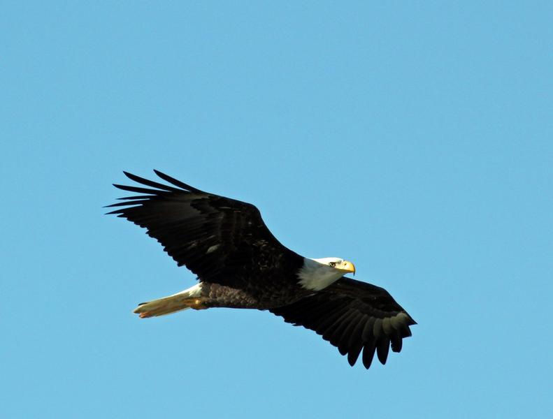 Keep an eye out for soaring eagles and majestic wildlife all around you