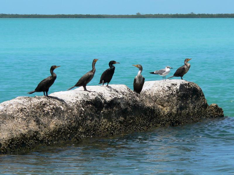 Local birds can be pleasant companions on the water