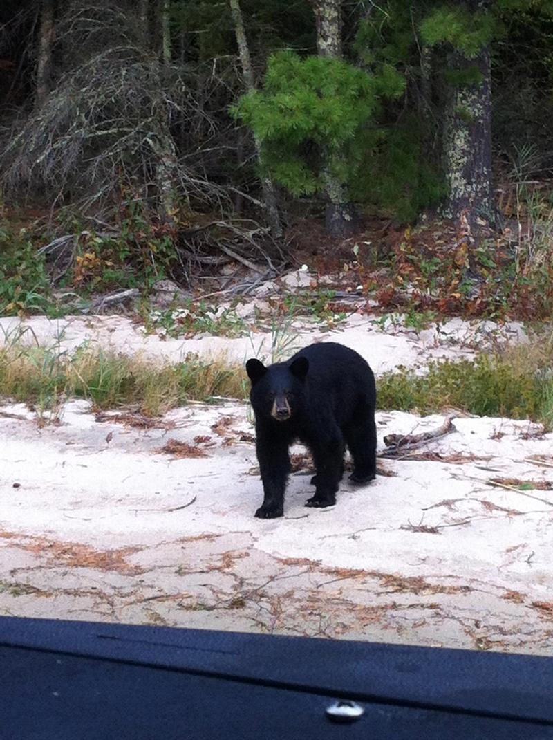 Spot wild neighbors on far off shores