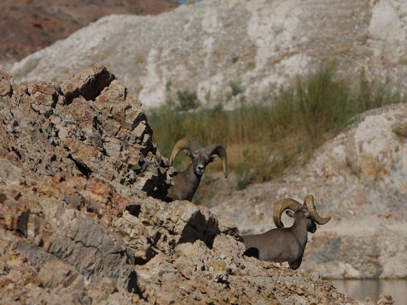 Be sure to bring your binoculars to spot out camouflaged creatures Photos