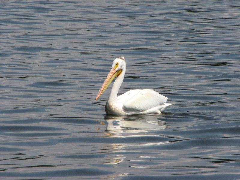 Bird watching on Lake of the Woods Photos