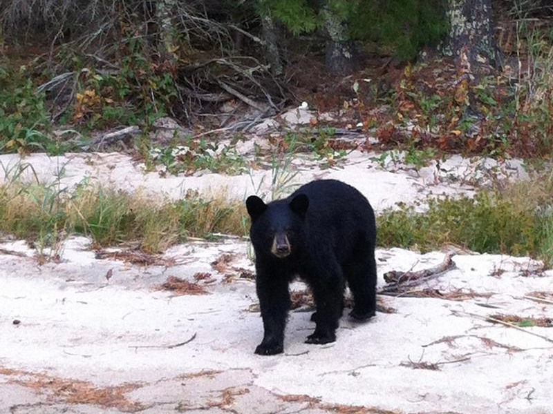 Spot wild neighbors on far off shores Photos