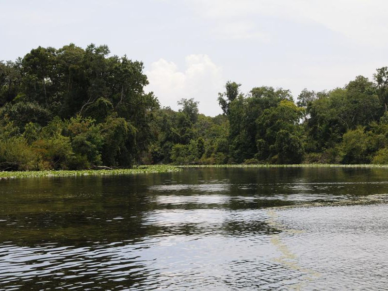 Cruise the lush edges of the St Johns River at a relaxing speed Photos