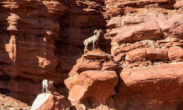 Desert Big Horn Sheep at Lake Powell