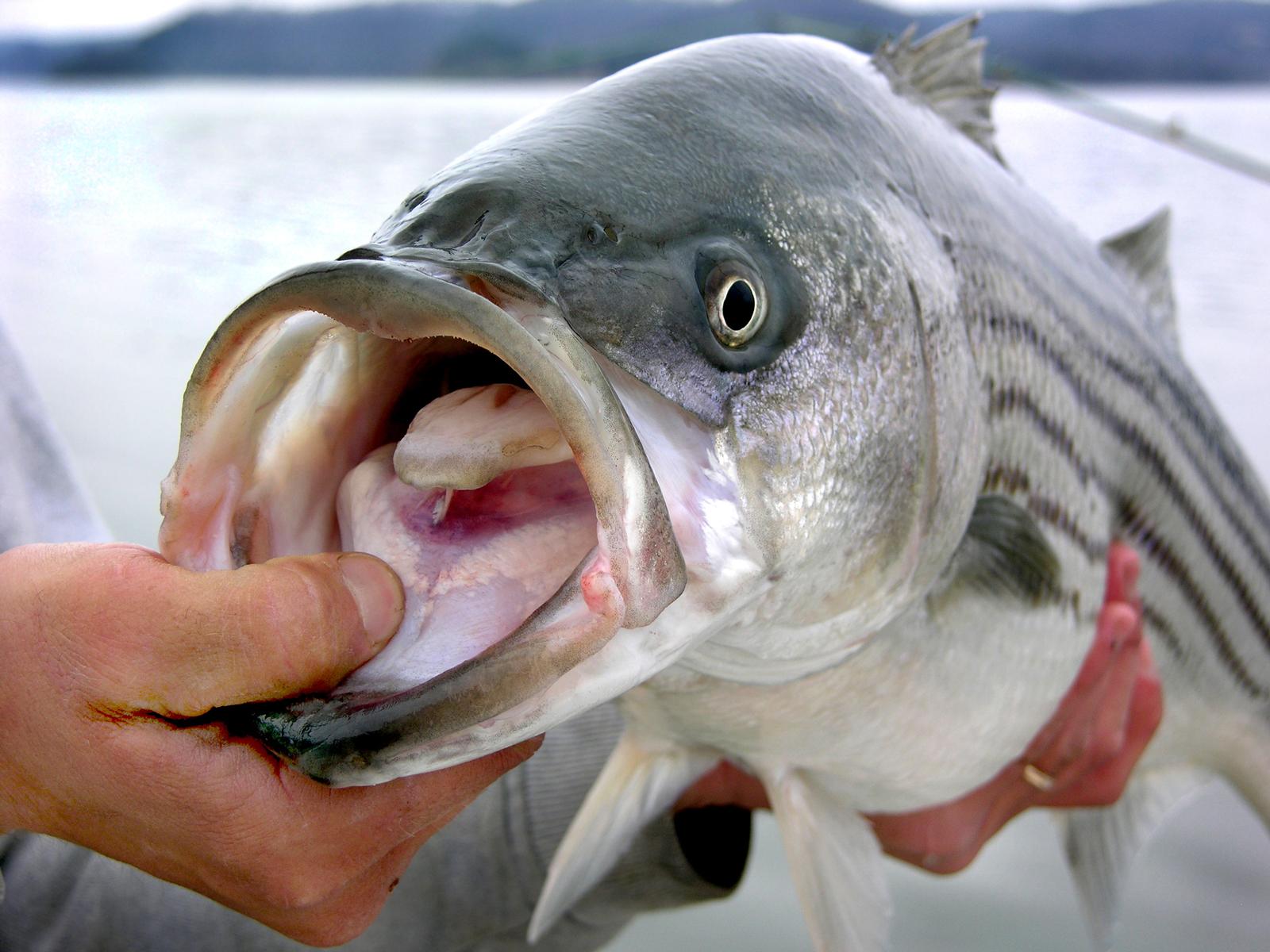 Lake Mead Stripers